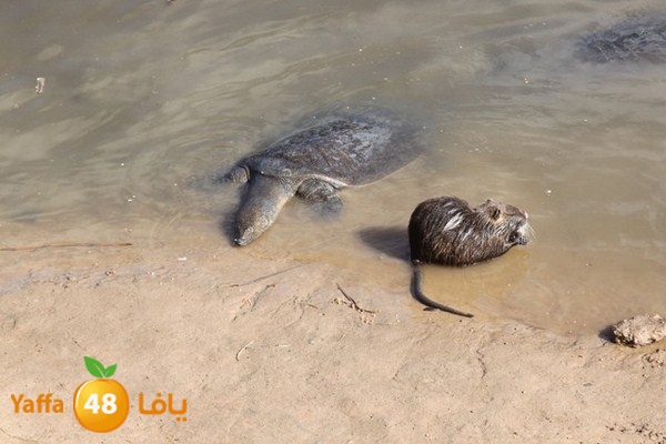 byareg 0226 (135).JPG